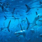 Great-White-Sharks-Poster-C12944557