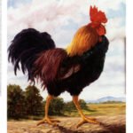 King-of-the-Hill-II-Print-C10080366