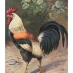 Rooster-Illustration-Print-C10386902