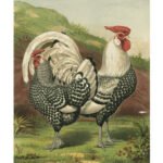 Roosters-III-Print-C12190241